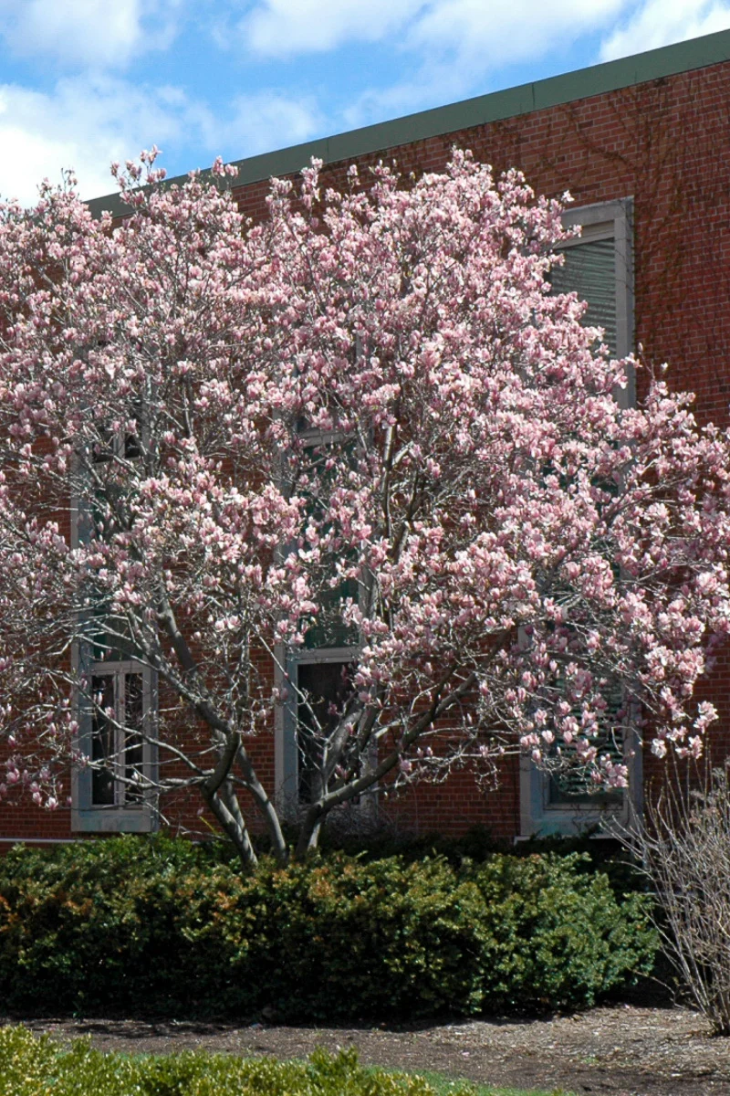 Magnolia, Saucer - Image 2