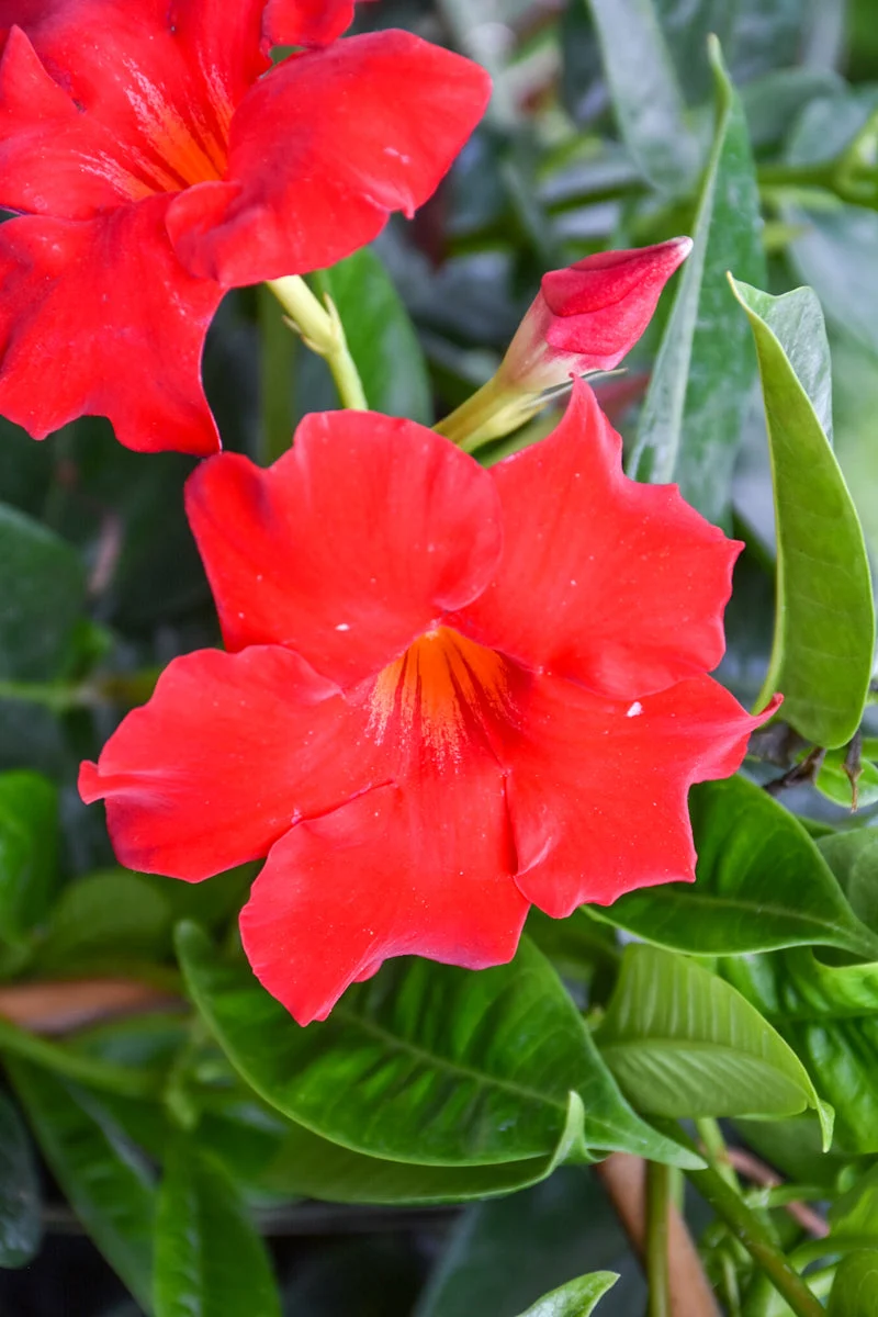 Mandevilla, Red