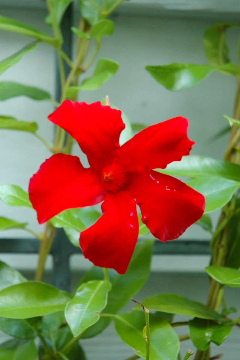 Mandevilla, Sun Parasol Crimson