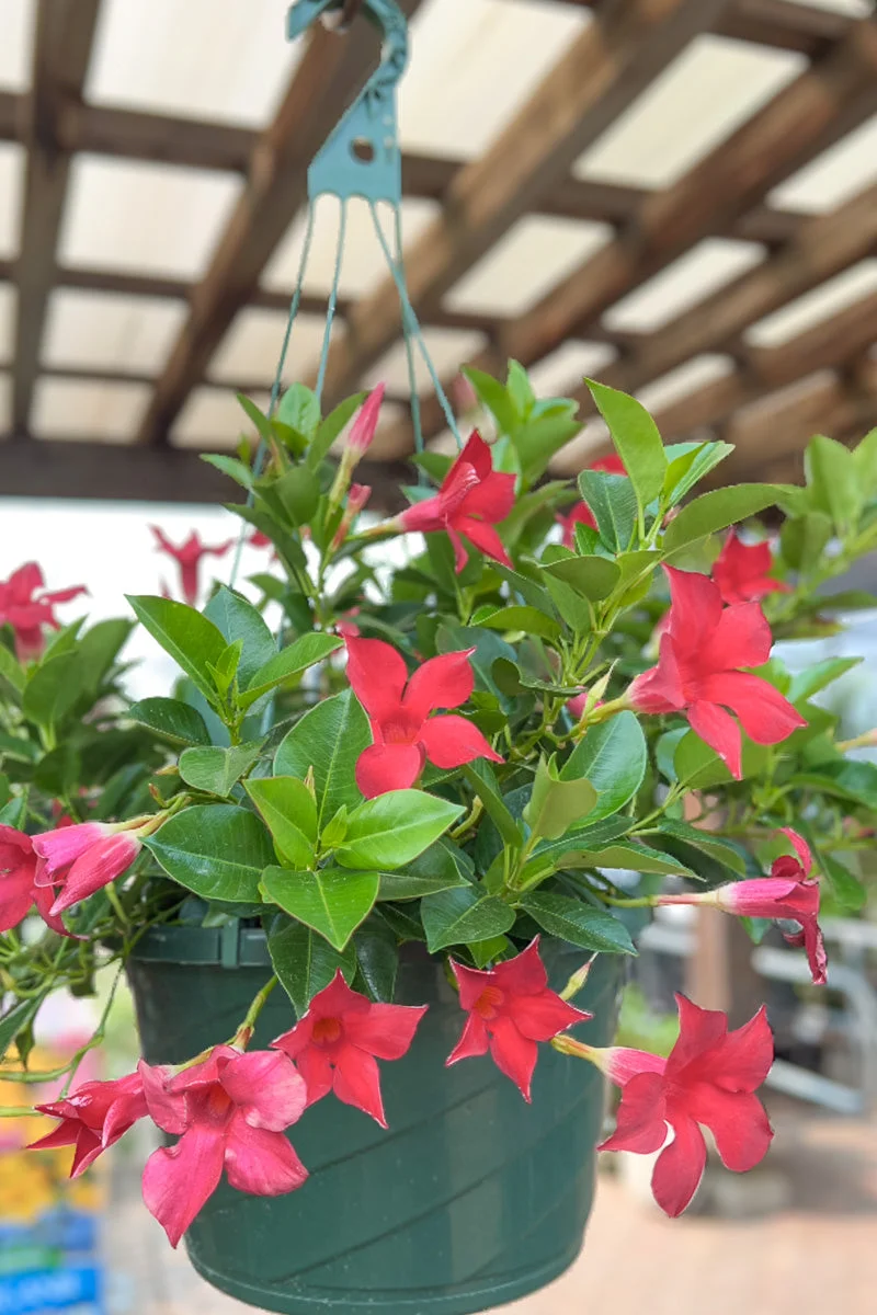 Mandevilla, Sun Parasol Pretty Crimson