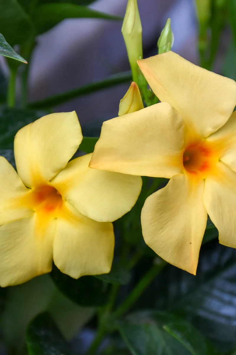 Mandevilla, Sun Parasol Sunbeam 1G