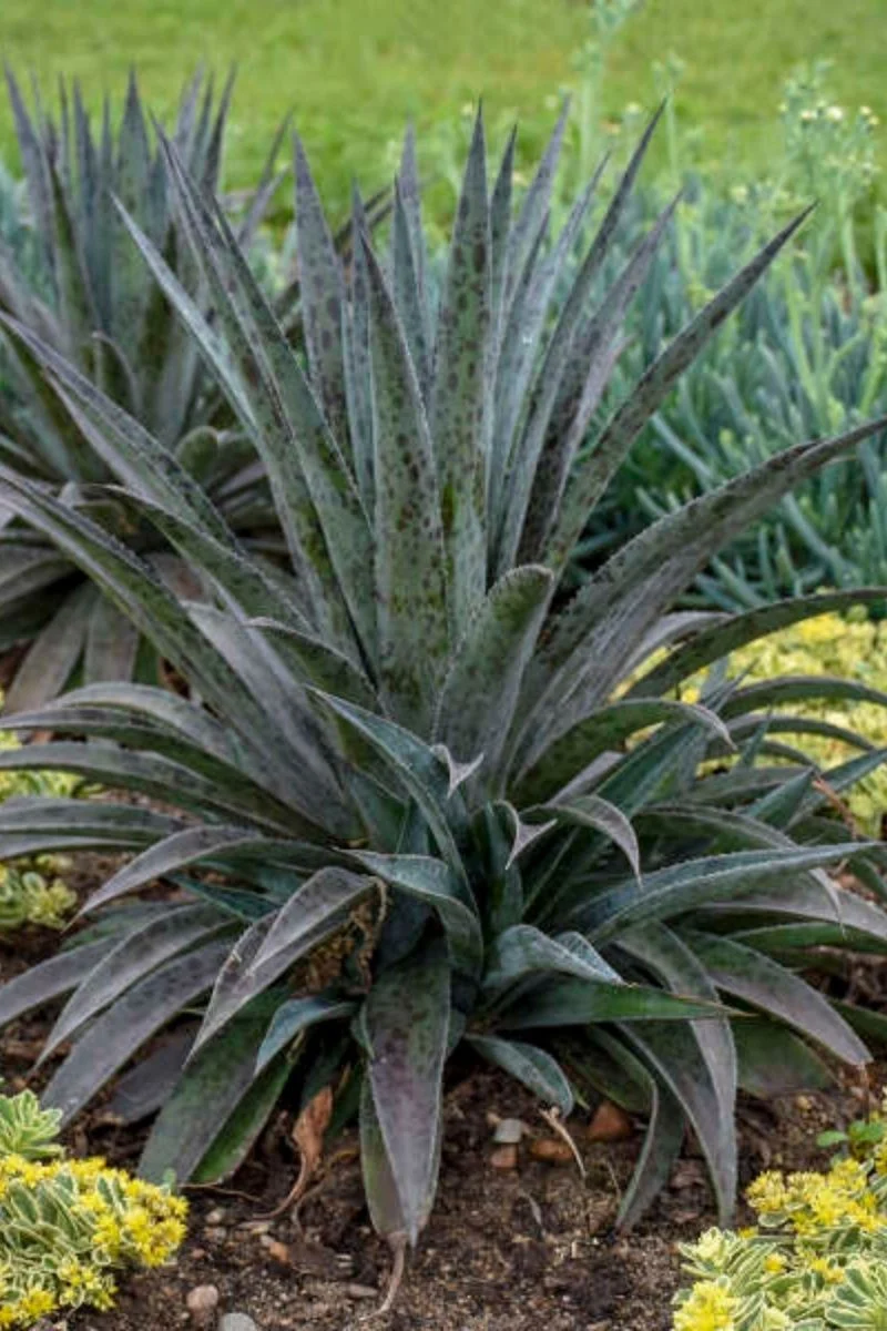 Mangave, Pineapple Express - Image 2