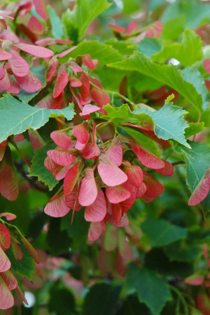 Maple, Amur