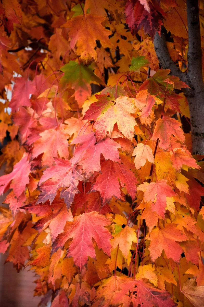 Maple, Armstrong Gold - Image 2