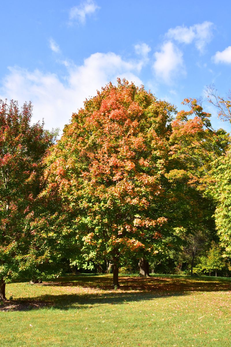 Maple, Black Greencolumn - Image 2