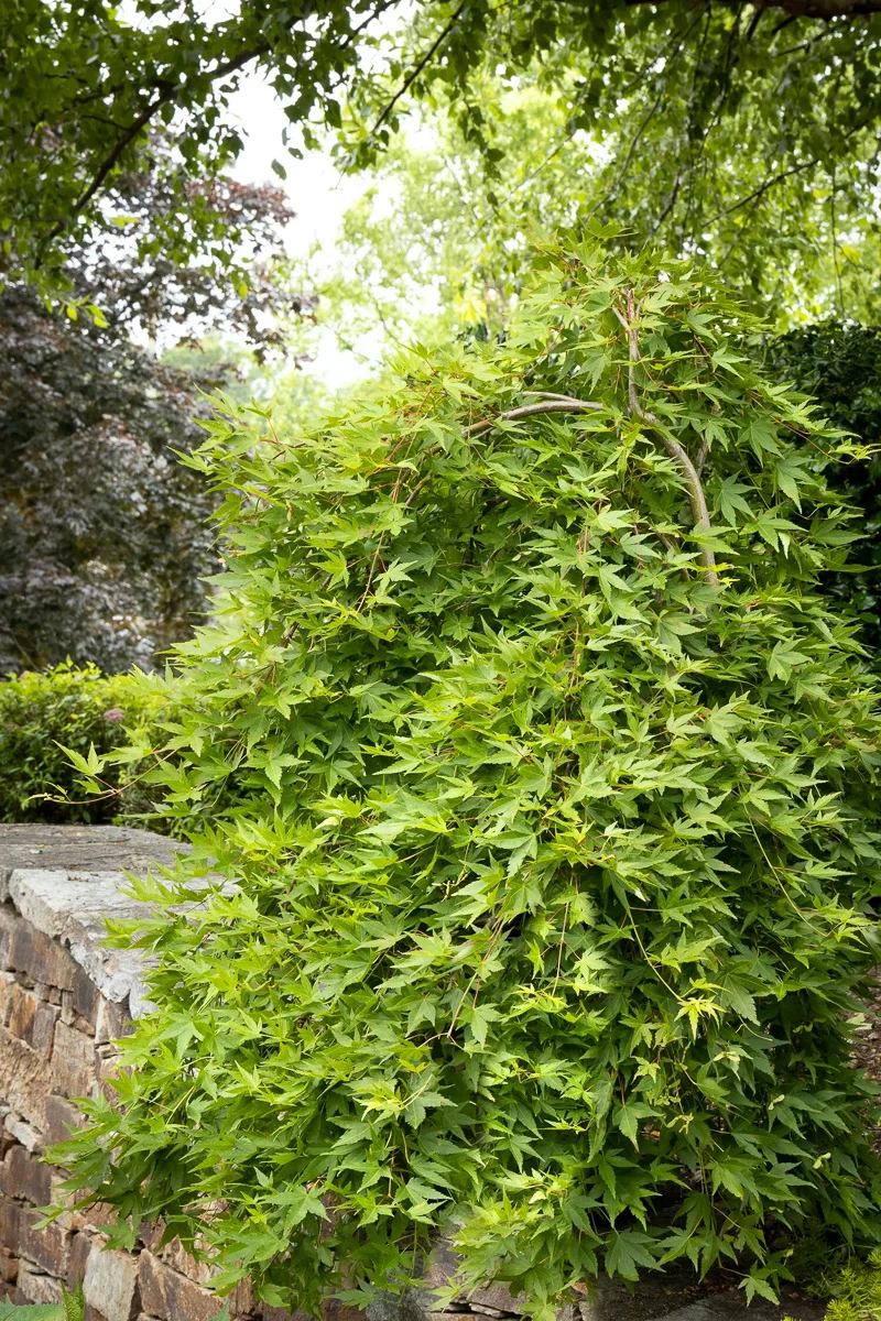 Maple, Japanese Rysuen Weeping