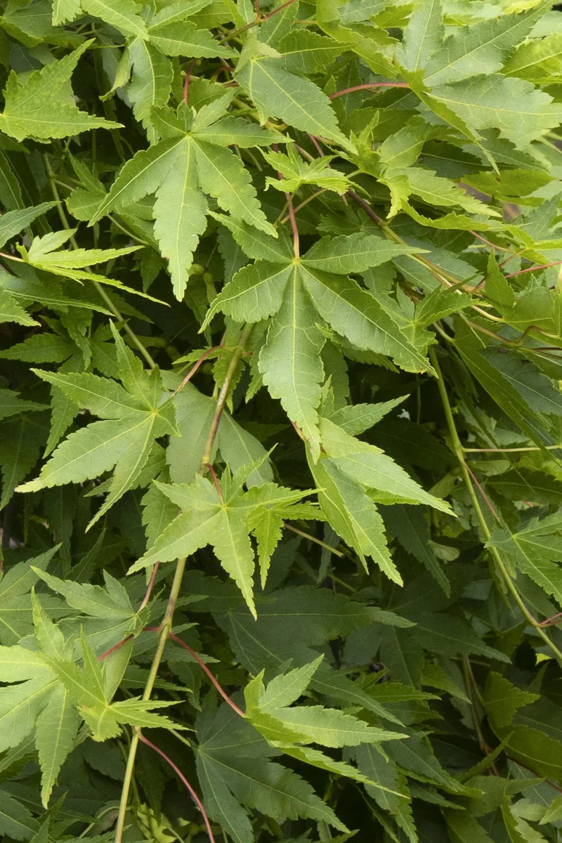 Maple, Japanese Rysuen Weeping - Image 3