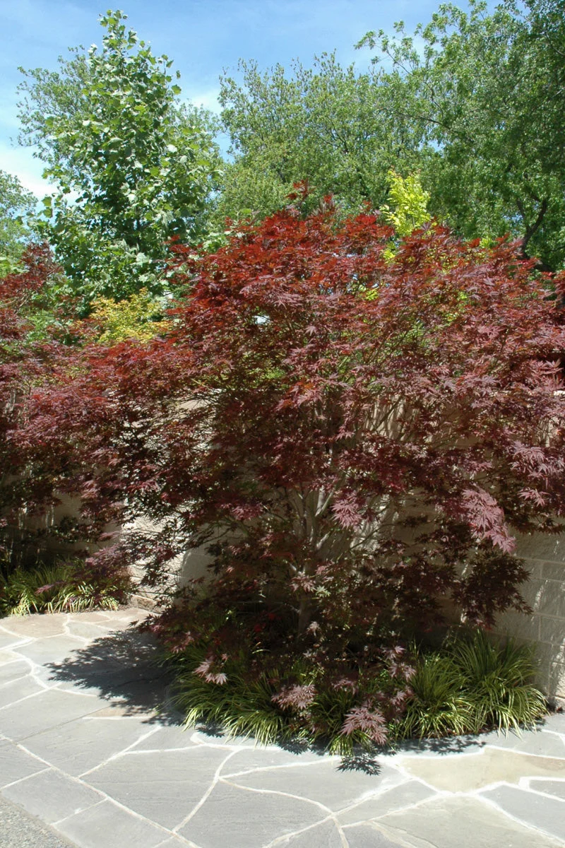 Maple, Japanese Sherwood Flame - Image 2