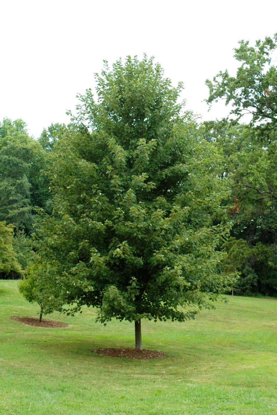 Maple, Marmo - Image 3