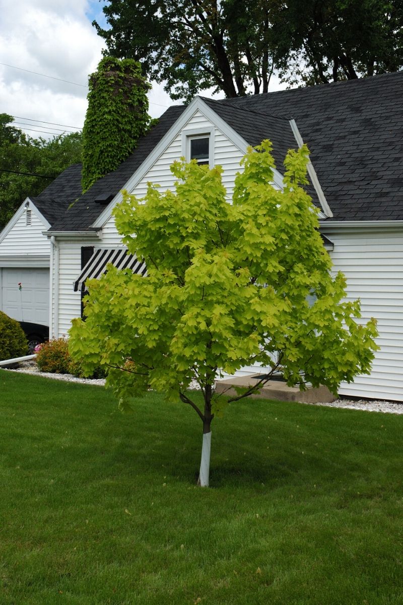 Maple, Norway Princeton Gold