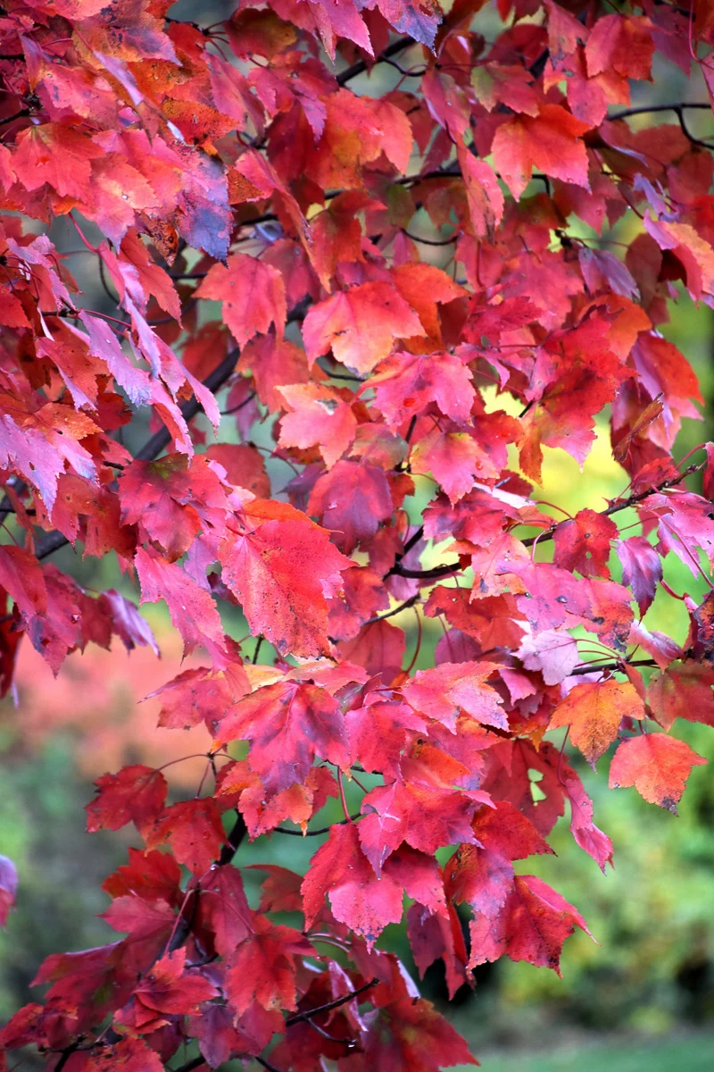 Maple, Red