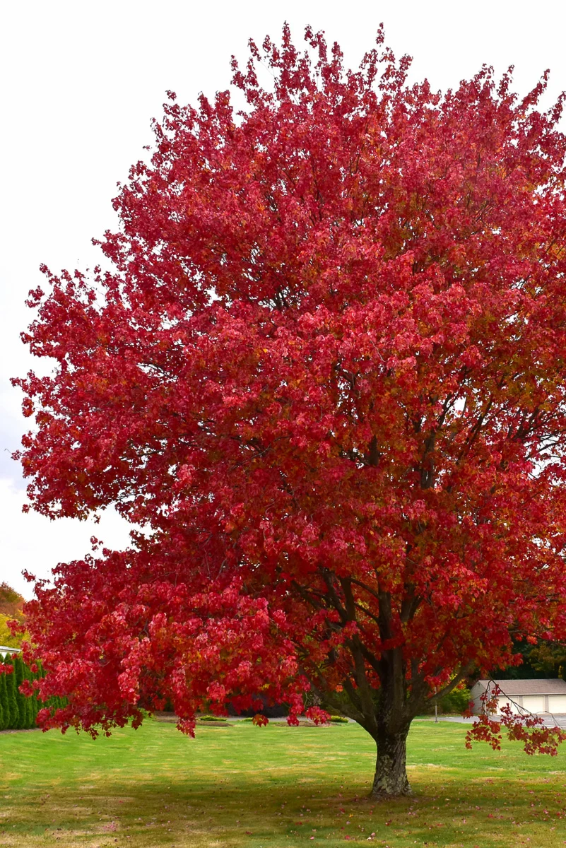 Maple, Red - Image 2