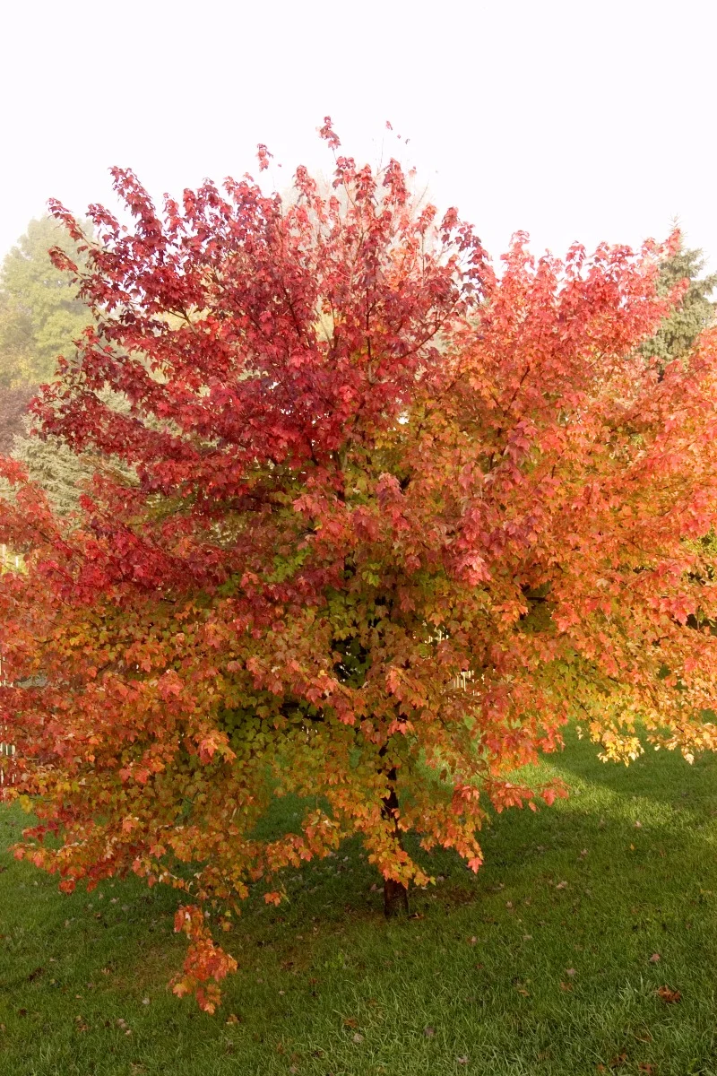 Maple, Red Burgundy Belle