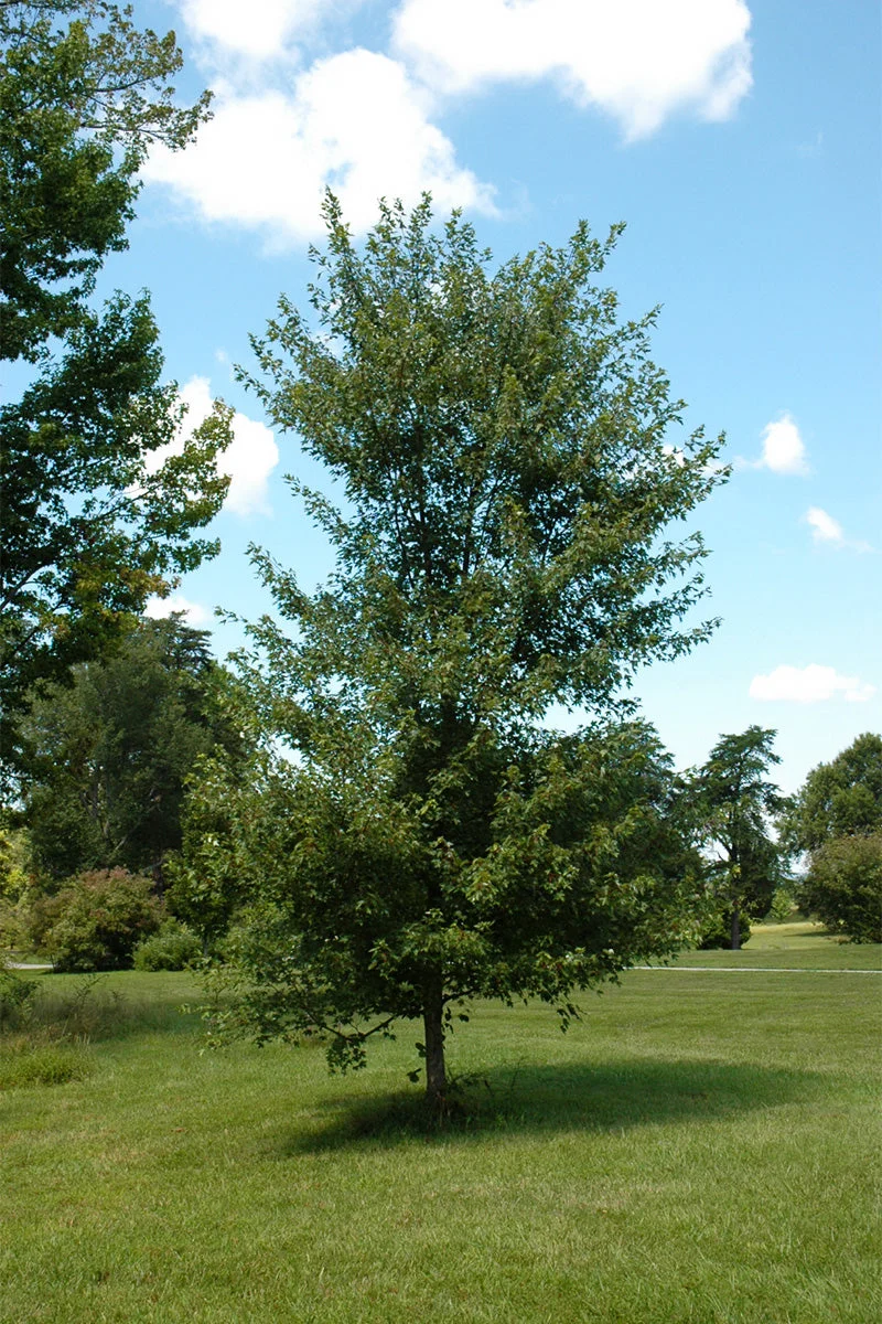 Maple, Sienna Glen