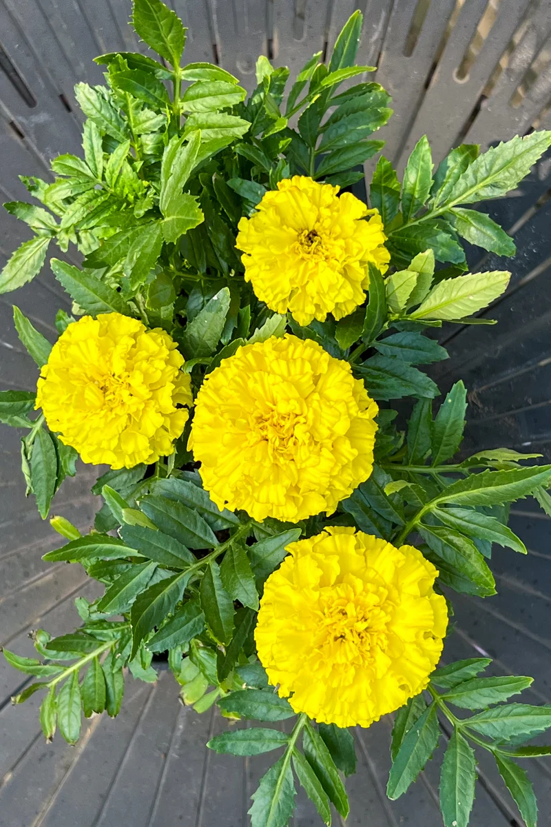 Marigold, Dwarf Yellow - Image 2