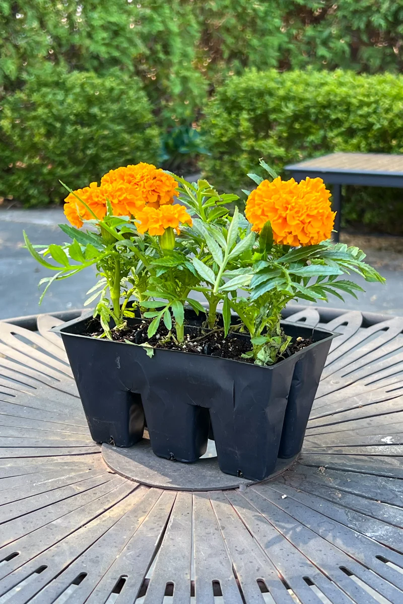 Marigold, Dwarf Orange