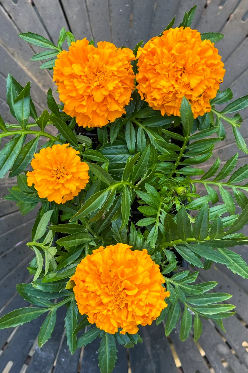 Marigold, Dwarf Orange - Image 2
