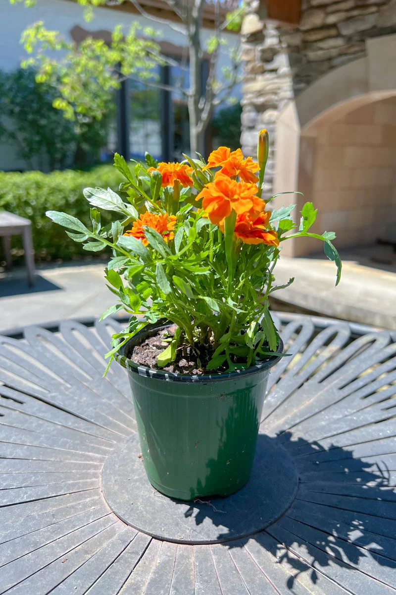 Marigold Dwarf Red/Org