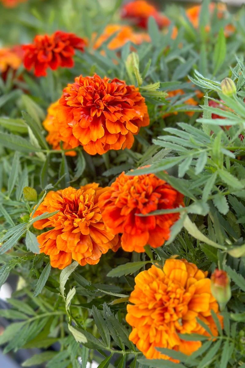 Marigold Fireball - Image 2