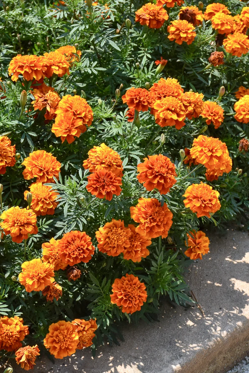 Marigold Fireball - Image 3