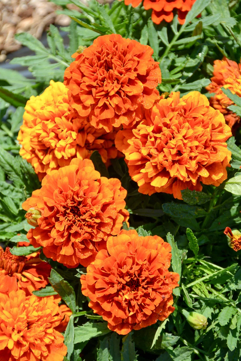 Marigold Fireball - Image 4