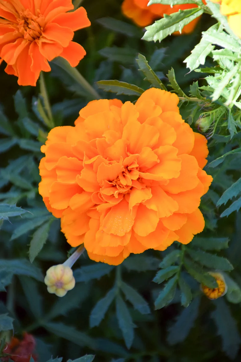 Marigold, Safari Tangerine - Image 2
