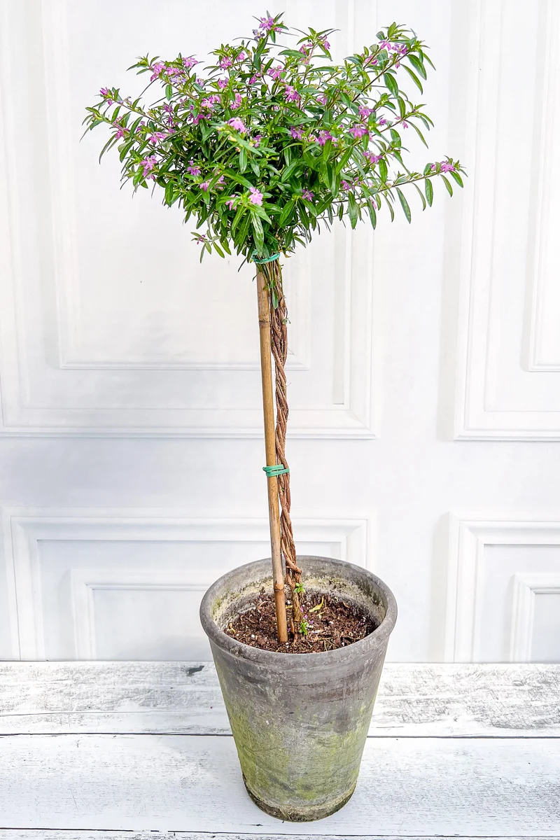 Mexican Heather, Topiary Purple 4" Grey Clay Pot - Image 3