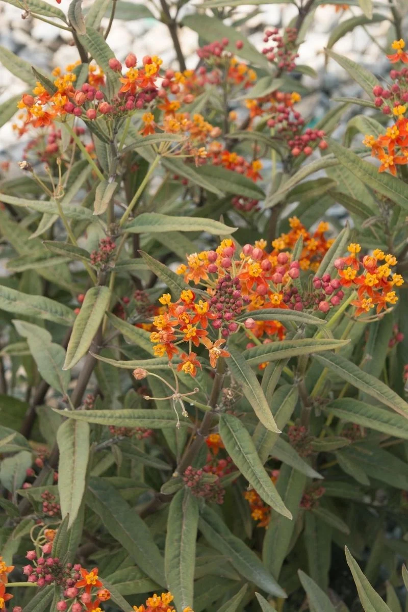 Milkweed, Red Butterflies