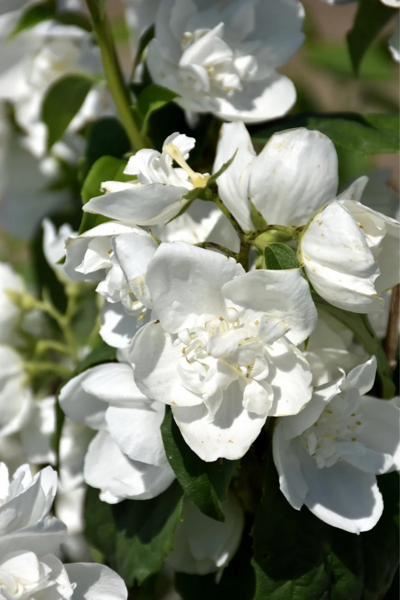 Mockorange, Snow White