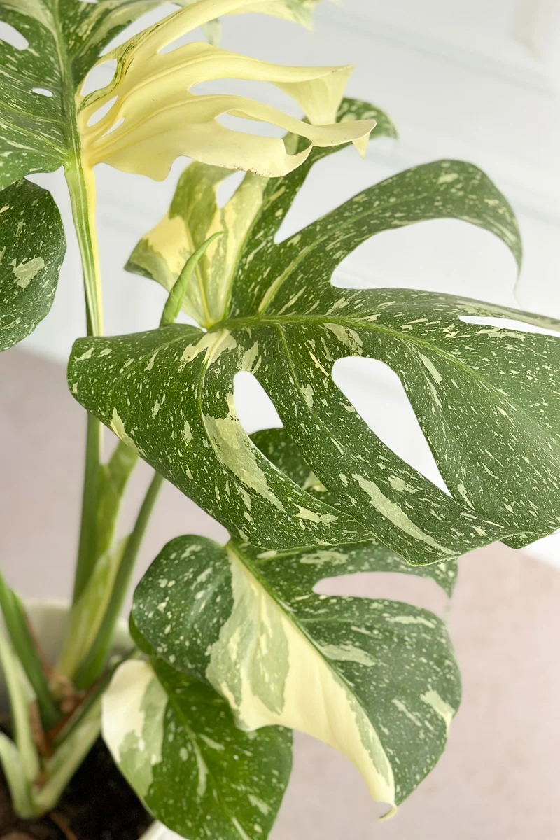 Monstera, Deliciosa Thai Constellation 6" - Image 2