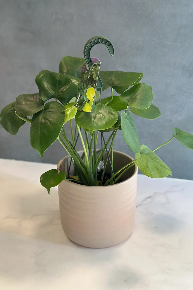 Monstera, Delisiosa 6" Hanging Basket - Image 2