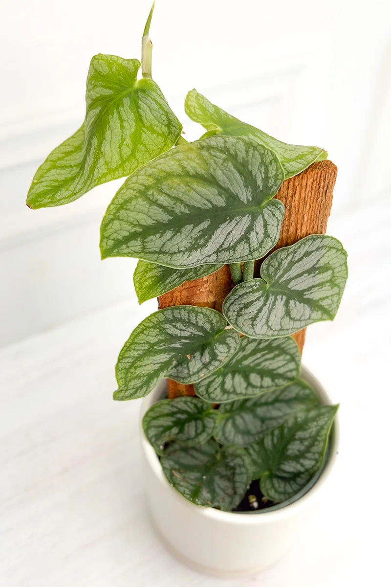 Monstera, Dubia 4" - Image 2