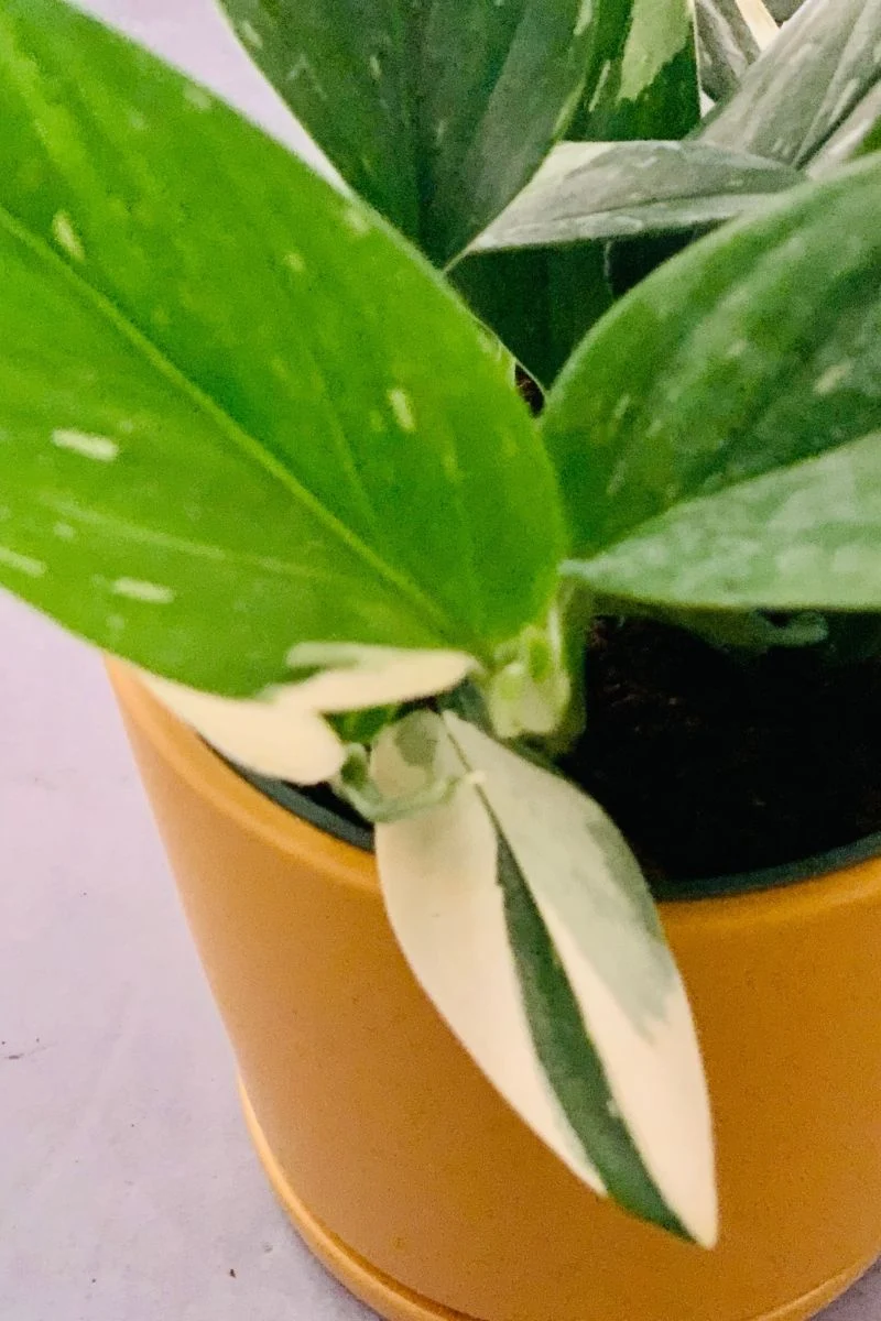 Monstera Standleyana 6" - Image 3