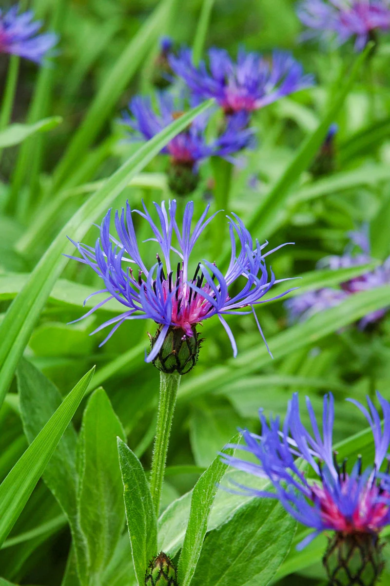 Mountain Bluet