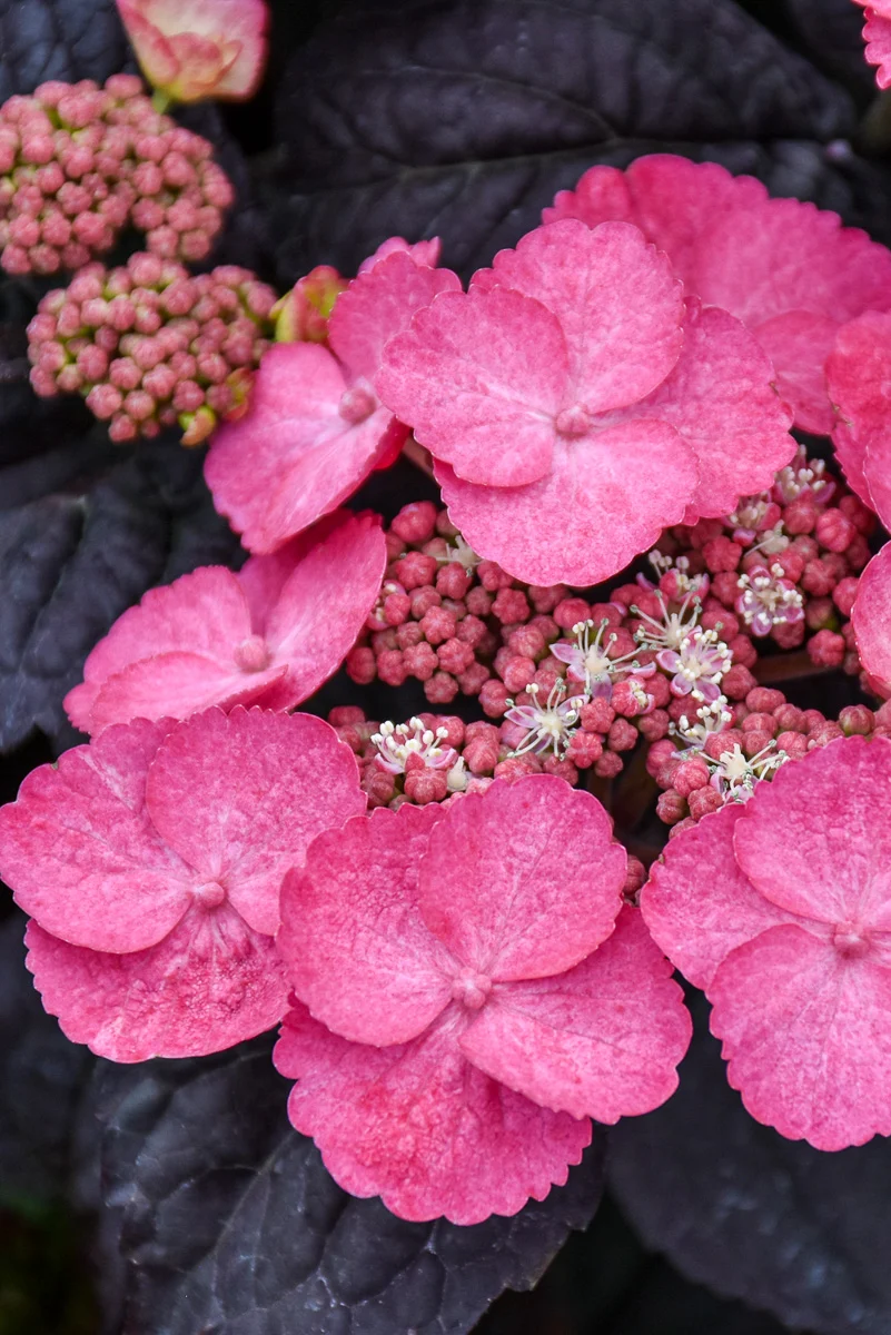 Hydrangea, serrata Pink Dynamo