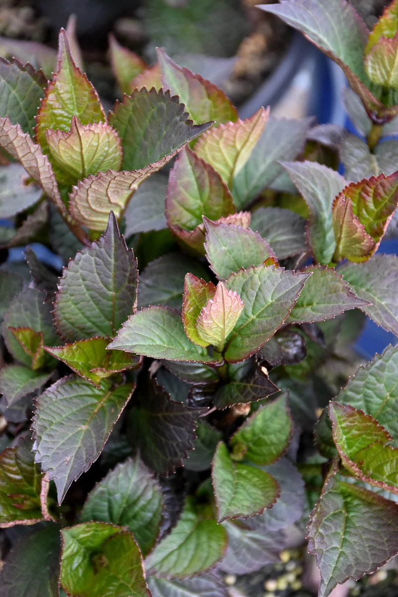 Hydrangea, serrata Pink Dynamo - Image 2