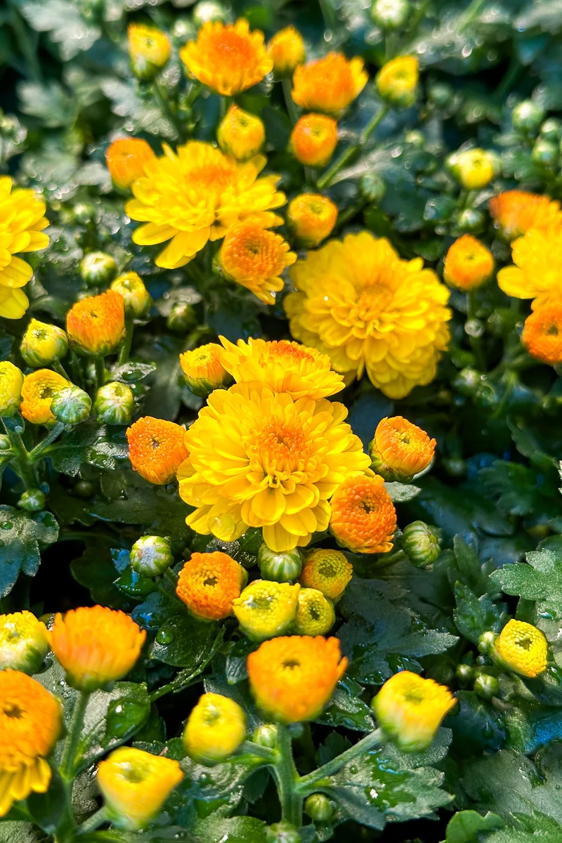 Mum, Fall Gold - Image 2