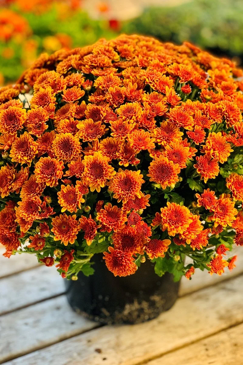 Mum Fall Premium Orange