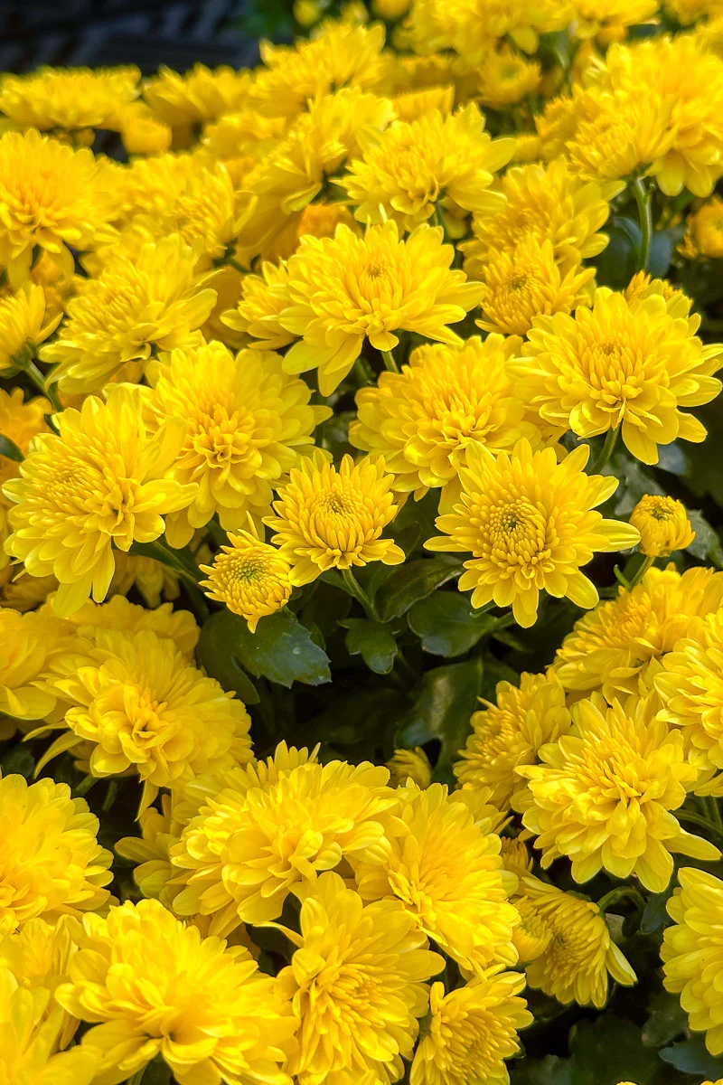 Mum Fall Hardy Yellow