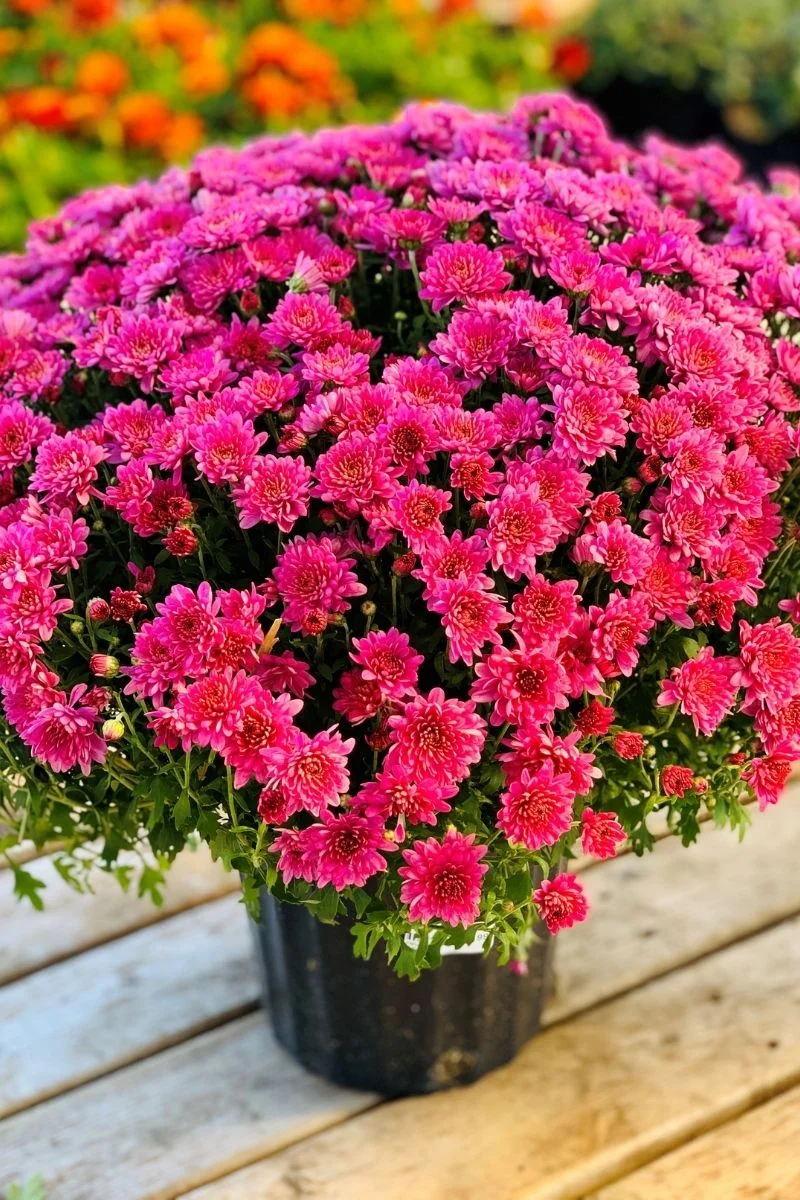 Mum, Fall Pink
