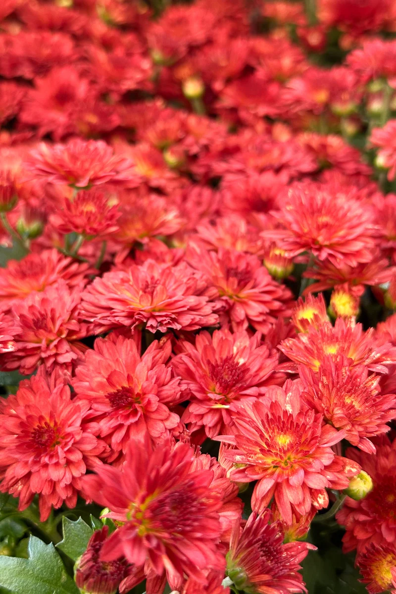 Mum, Fall Red - Image 2