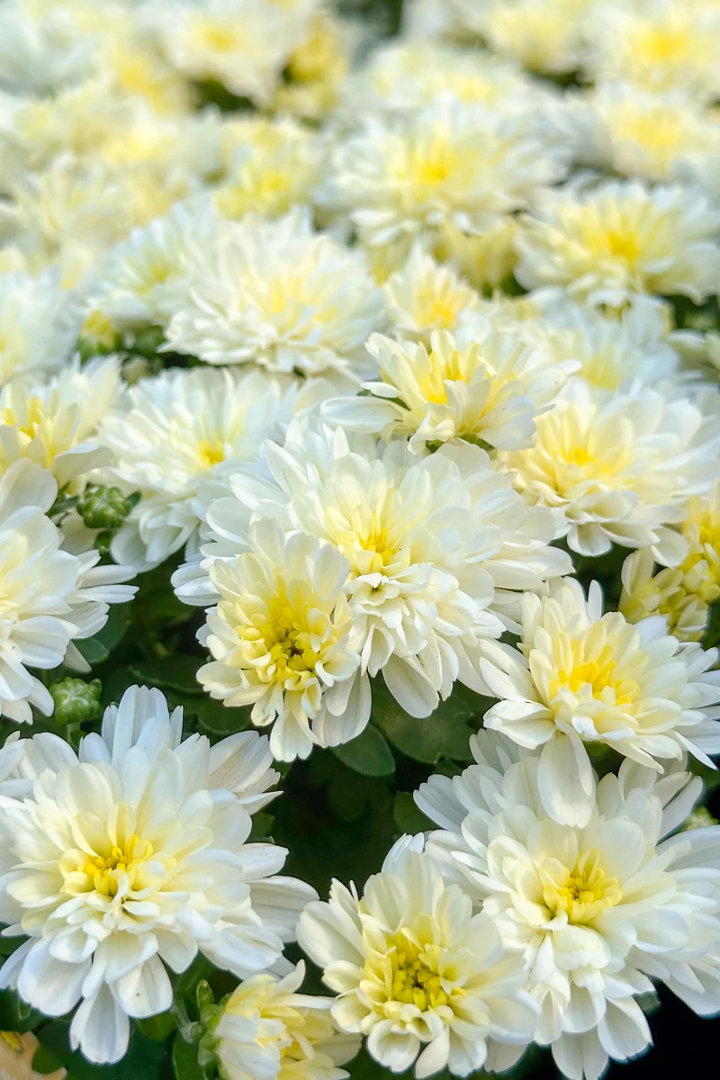 Mum Fall White - Image 2