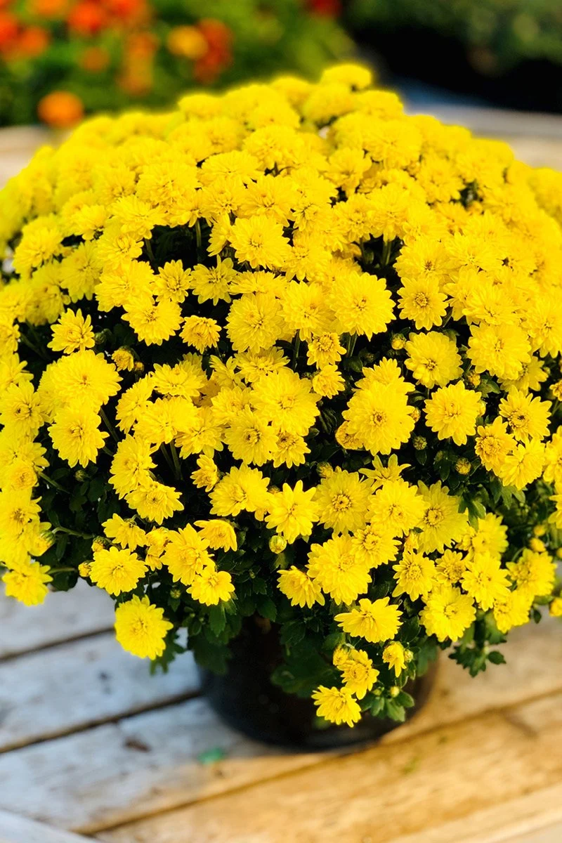 Mum, Fall Yellow - Image 2