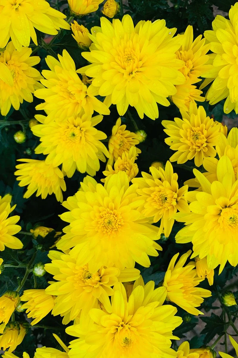 Mum, Fall Yellow - Image 3