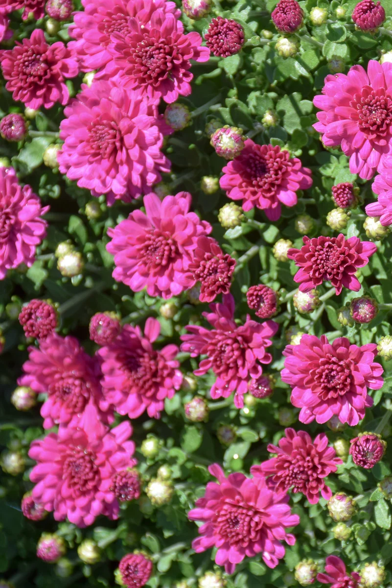 Mum, Vitamum Cherry Purple