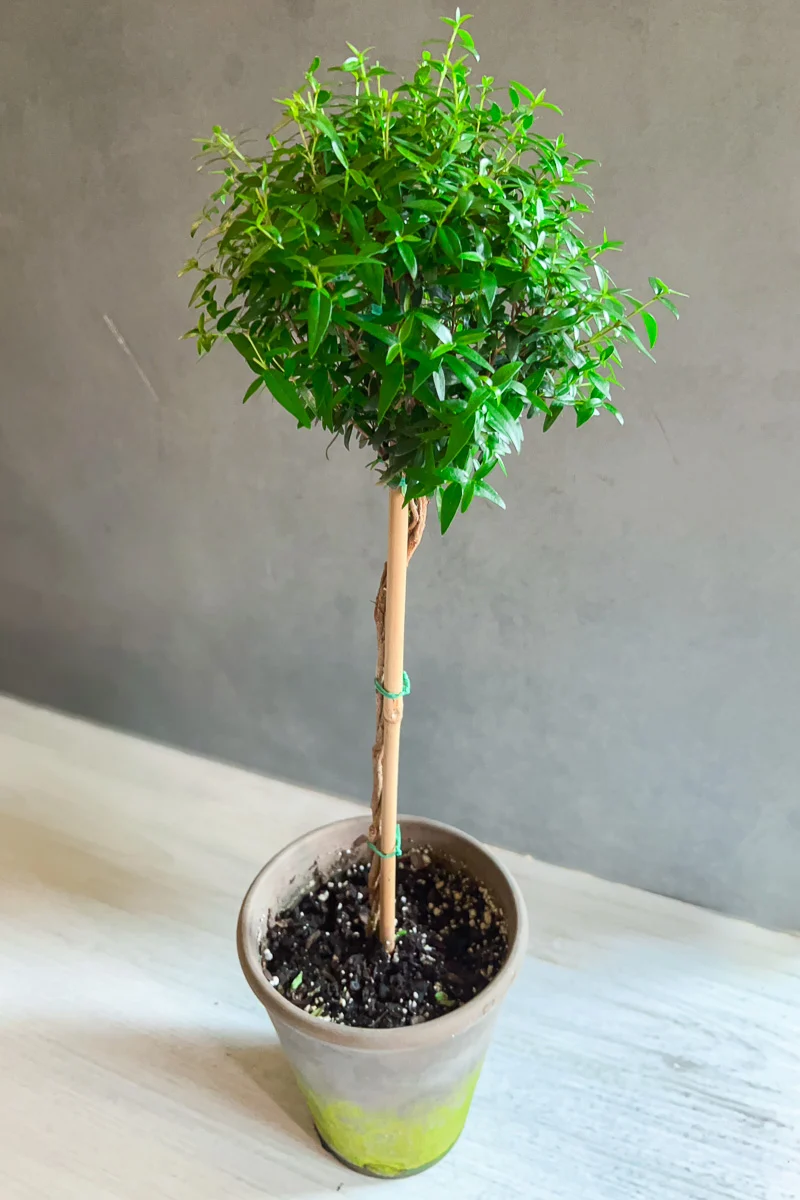 Myrtle Topiary 4" Grey Clay Pot - Image 2