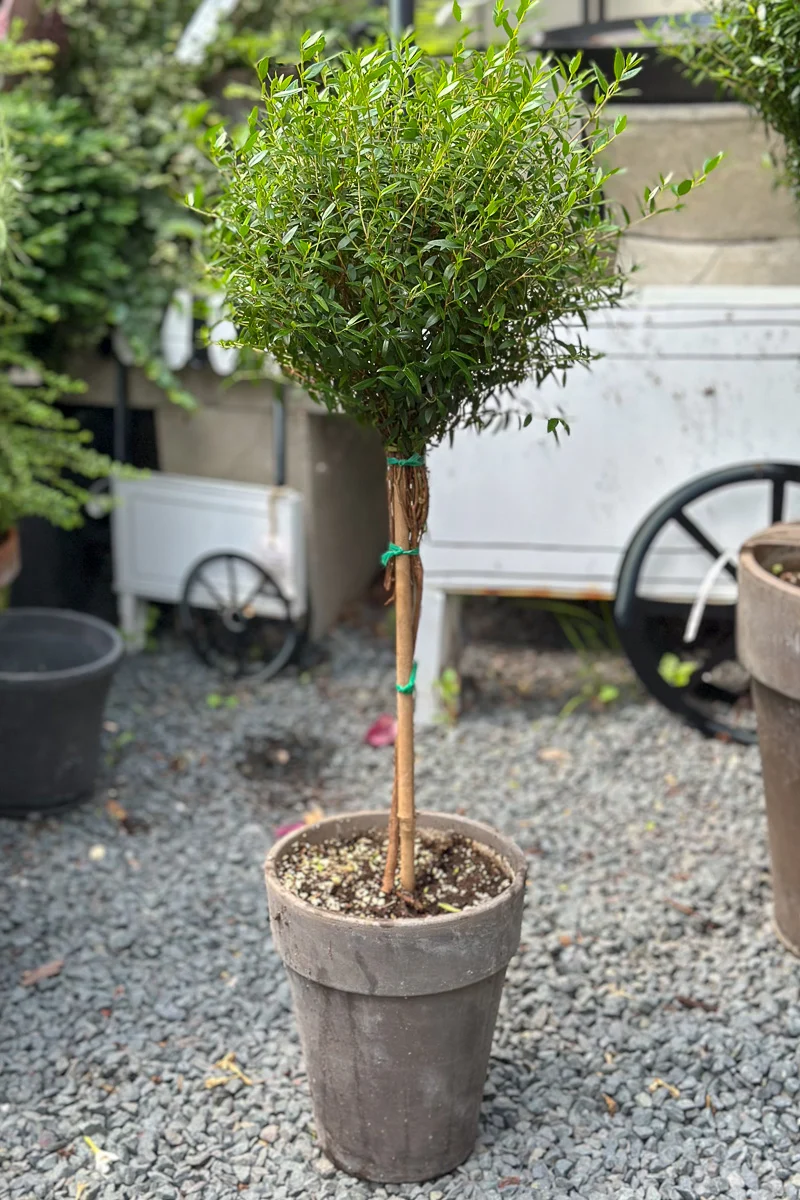 Myrtle, Topiary Single Ball 7" Grey Clay Pot - Image 2