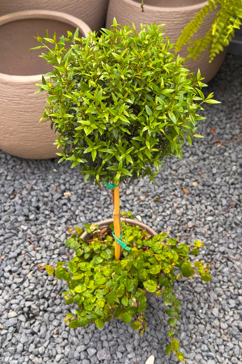 Myrtle, Topiary Single Ball w/Green Creeping Fig 6" Grey Clay Pot