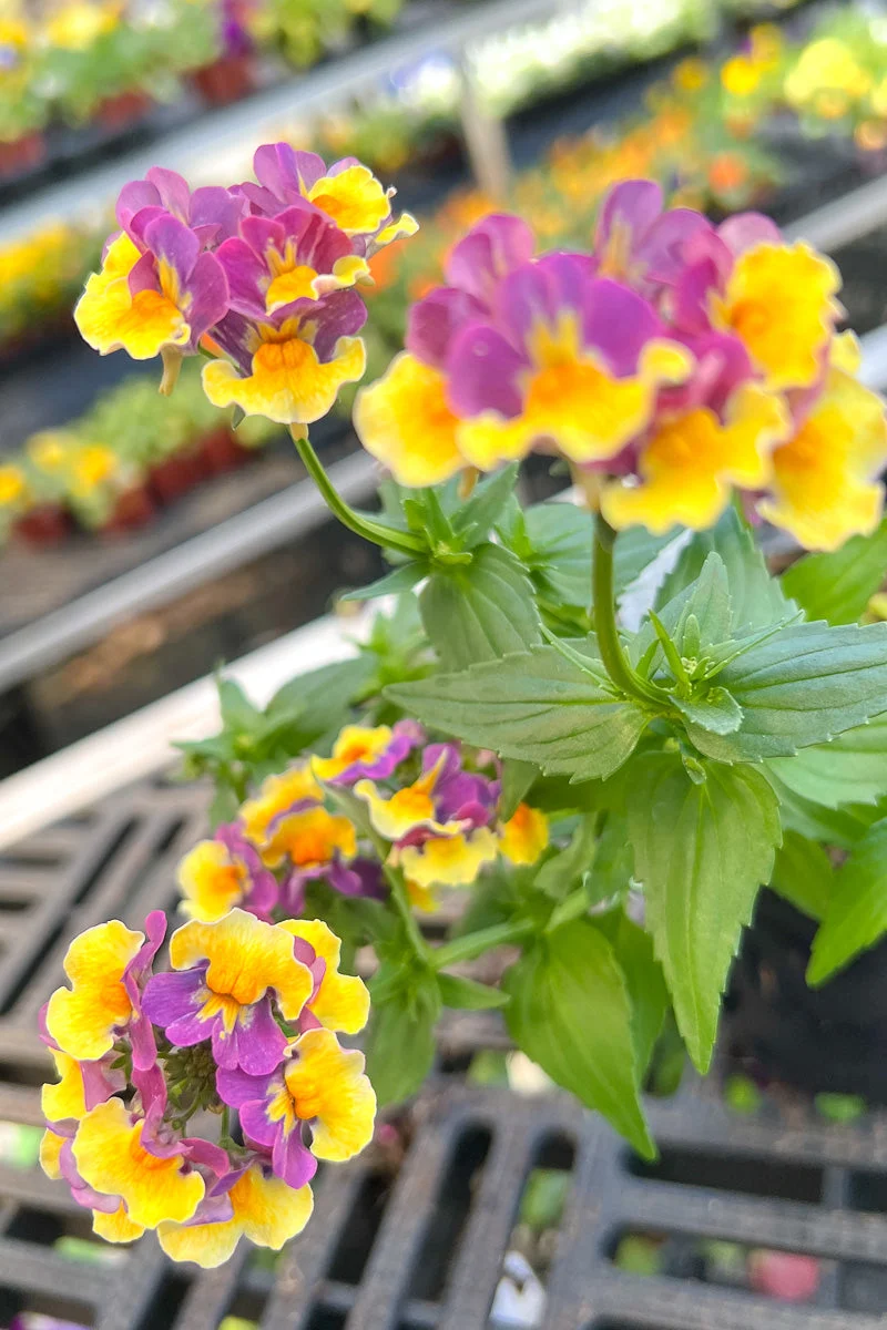 Nemesia, Yellow Bi-Color 4"