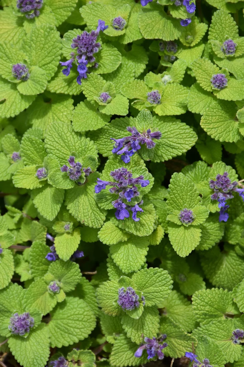 Nepeta Chartreuse On The Loose